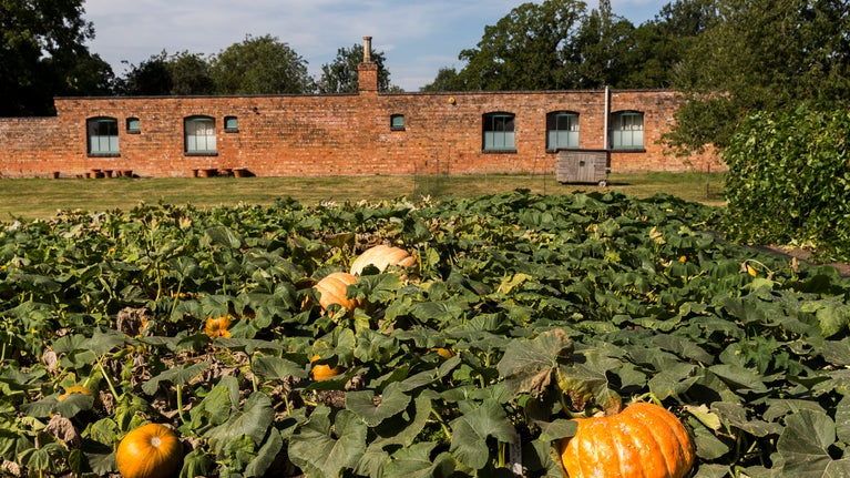 A vegetable patch full of pumpkins with the gardeners bothy in the background in the walled garden